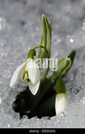 Schneeglöckchen (Galanthus) brechen durch den Schnee bedeckten Boden Stockfoto