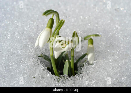 Schneeglöckchen (Galanthus) brechen durch den Schnee bedeckten Boden Stockfoto