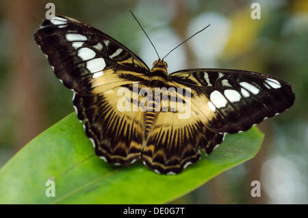 Clipper (Parthenos Sylvia) Stockfoto