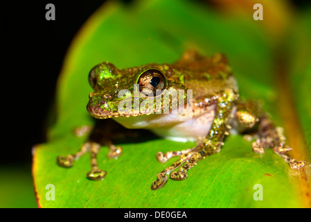 Moosigen Yellow Green Frog (Spinomantis Aglavei) Stockfoto