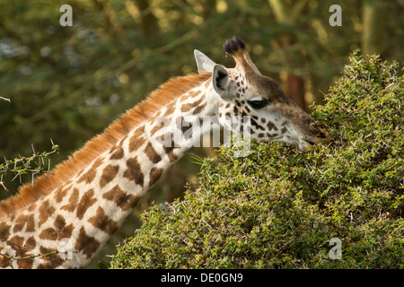 Masai-Giraffe [Giraffa Plancius], Lake Naivasha, Kenia. Stockfoto