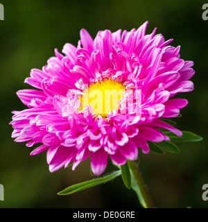 Rosa Chrysantheme Blume closeup Stockfoto