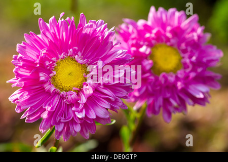 Zwei rosa Chrysantheme Blumen closeup Stockfoto