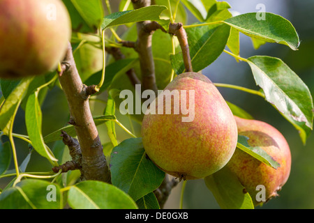 Reife Birne Früchte an einem Ast hängen Stockfoto