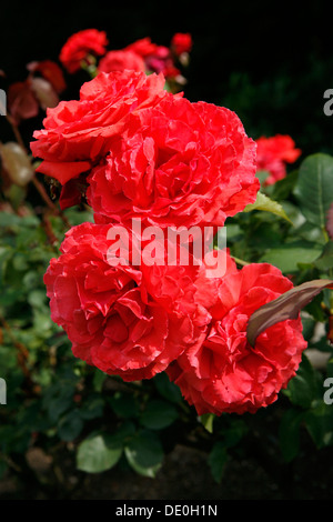 Blühende rote Rosen (Rosa) im Park, verschiedene Sorten, Rosenblüte ...