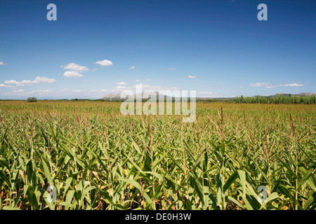 Maisfeld, Mais Anbau in der Nähe von Pals, Basses d'en Coll, Katalonien, Spanien, Europa Stockfoto