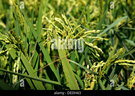 Ohren von Reis, Reis Paddy, der Reisanbau in der Nähe von Pals, Basses d'en Coll, Katalonien, Spanien, Europa Stockfoto