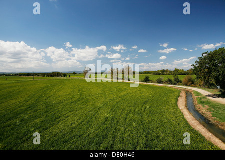 Reisfeld, Anbau von Reis in der Nähe von Pals, Basses d'en Coll, Katalonien, Spanien, Europa Stockfoto