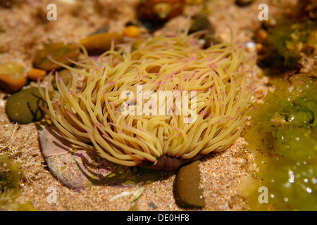 Snakelocks Anemone (anemonia Sulcata), französische Atlantikküste in der Nähe von saint-jean-de-Luz, Aquitanien, Département Stockfoto