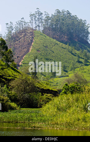 Eine wunderschöne Landschaft mit einem Feuchtgebiet und Hügeln in der Munnar Tee Plantagen, Kerala, Südindien Stockfoto