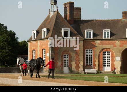 Pferd Haras Du Pin National Stud Frankreich Französisch alt Stockfoto