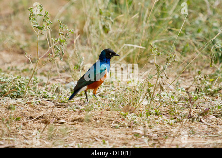 Superb Starling [Glanzstare Superbus], Samburu Nationalpark, Kenia. Stockfoto