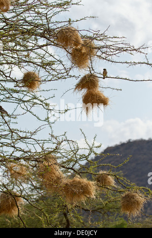 Weißer-browed Spatz-Weber [Plocepasser Mahali] mit Nestern, Samburu Nationalpark, Kenia. Stockfoto