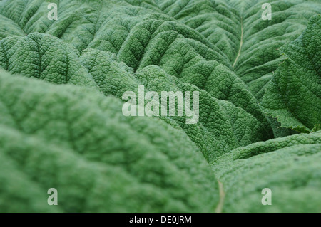 Riesen-Rhabarber (Gunnera Manicata), Blatt, Detailansicht Stockfoto