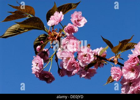 Blüte Cherry Plum oder Myrobalan-Baum (Prunus Cerasifera) Stockfoto