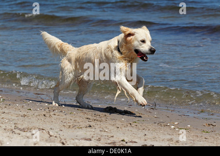 Golden Retriever Hund (Canis Lupus Familiaris), Männlich, zwei Jahre, am Strand Stockfoto