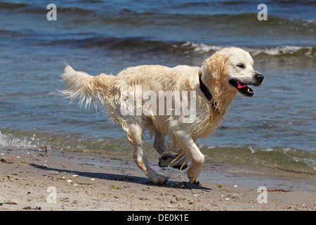 Golden Retriever Hund (Canis Lupus Familiaris), Männlich, zwei Jahre, am Strand Stockfoto