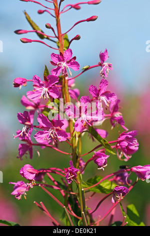 Blühen Weidenröschen, große Weide-Kraut, Rosebay Weidenröschen (Epilobium Angustifolium), Wildpflanze Stockfoto