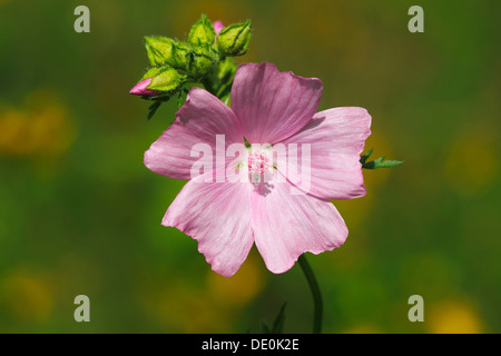 Blühende Moschusmalve (Malva Moschata), Heilpflanze Stockfoto