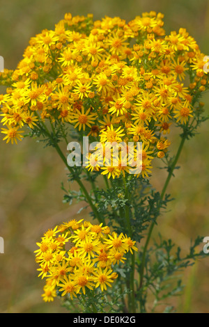 Blühende Jacobea, Staggerwort oder Kreuzkraut (Senecio Jacobaea), giftige Pflanze Stockfoto