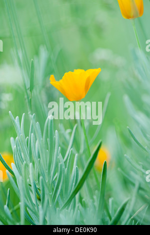 Mohn wächst unter den Lavendel, Nahaufnahme Stockfoto