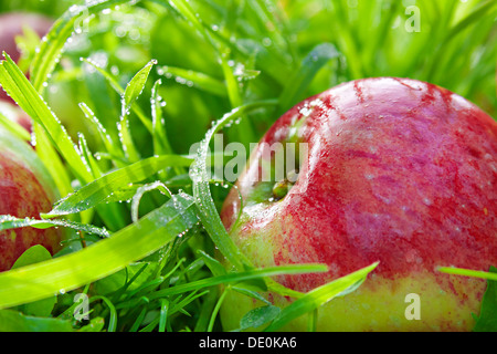 rote, Reife, saftige Äpfel liegen auf dem grünen Rasen Stockfoto