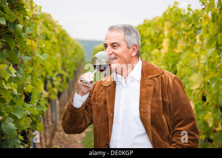 Winzer oder Winzer stehen mit einem Glas Rotwein in seinem Weinberg, Rheinland-Pfalz Stockfoto