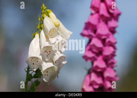 Gemeinsamen Fingerhut, lila Fingerhut oder Damenhandschuh (Digitalis Purpurea), rote und weiße Form, Heilpflanze, giftige Pflanze Stockfoto