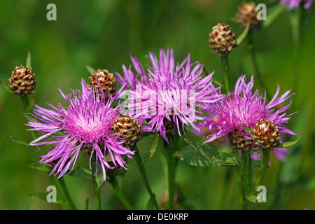 Blüte braun Flockenblume oder Brownray Flockenblume (Centaurea Jacea) Stockfoto