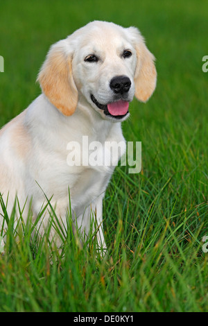 Golden Retriever (Canis Lupus Familiaris) Welpe, drei Monate, über eine Wiese laufen Stockfoto