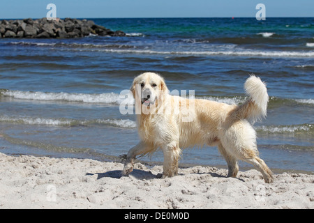 Golden Retriever Hund (Canis Lupus Familiaris), Männlich, zwei Jahre, am Strand, Haushund Stockfoto