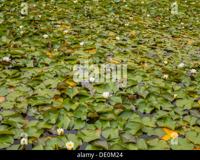Seerosen in voller Blüte auf einer Seefläche Stockfoto
