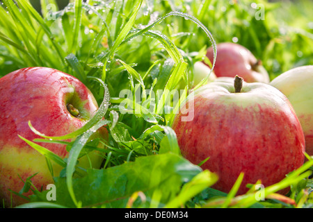 rote, Reife, saftige Äpfel liegen auf dem grünen Rasen Stockfoto