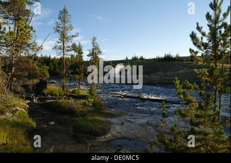 Blaue Himmelsblick Abend in Richtung Geysir Säule, Pinien steigt Seiten Firehole River bei Sentinel Geysir, Yellowstone, USA Stockfoto