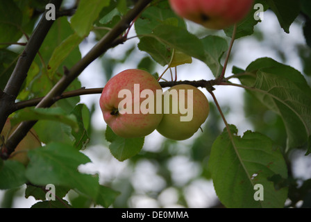 Äpfel am Baum unter den Blättern Stockfoto