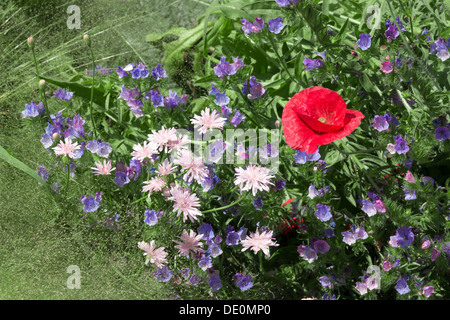 Roter Mohn unter blauen Blüten im Sommergarten. Stockfoto