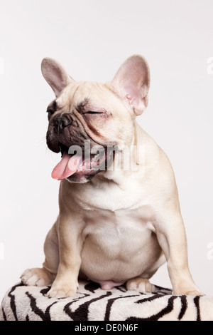 Braune Französisch Bulldogge Welpen Stockfoto