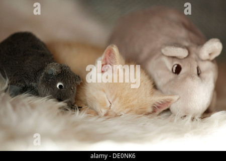 Kätzchen, 6 Wochen schlafen auf einem Sofa mit Stofftiere Stockfoto