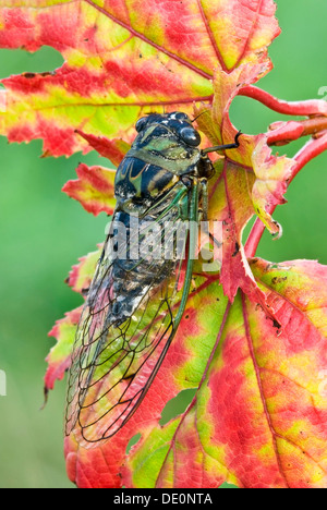 Erwachsenen Silber-bellied Zikade Tibicen Pruinosa Ahorn Blätter, Autumn E USA Stockfoto