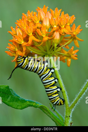 Monarch-Schmetterling Caterpidanaus Plexippus Raupe Fütterung bestäuben auf Schmetterling Wolfsmilch Blumen Asclepias Tuberosa E USA Stockfoto