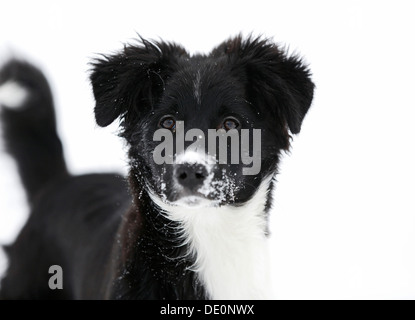 Border Collie Welpen, 4 Monate, im Schnee Stockfoto