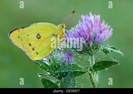 Die gemeinsame oder getrübt Schwefel Schmetterling Colias Philodice Rotklee mit taufrischen Spinnweben E USA bedeckt Stockfoto