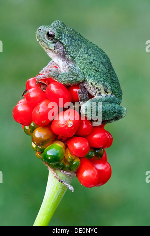 Grauer Laubfrosch Hyla versicolor gereifter Jack-in-the-pulpit Seed pod Arisaema triphyllm östlichen Nordamerika Stockfoto