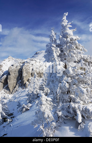 Schneebedeckten Fichten auf einem Bergrücken vor eine exponierte Felswand, Wendelstein Berge, Bayern Stockfoto