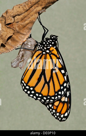 Monarchfalter Danaus Plexippus Erwachsenen entstanden nur von Chrysalis & Trocknung im Osten der USA Stockfoto