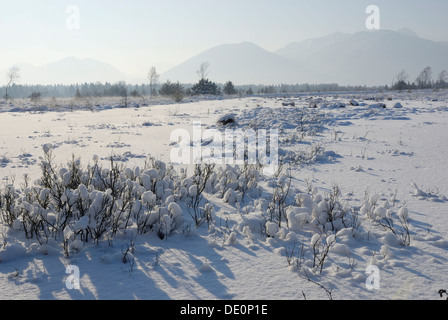 Frisch Schnee bedeckte Moorlandschaften in den Ausläufern der Alpen, in der Nähe von Rosenheim, Inntal-Tal, Bayern Deutschland Europa Stockfoto