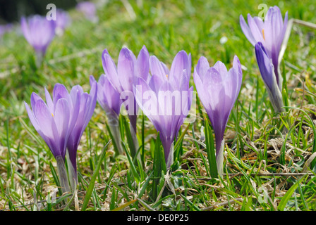 Violette wilde Krokusse (Crocus Sativa, SSP) in einer Bergwiese Stockfoto