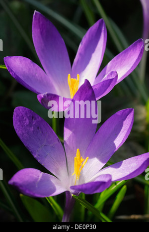 Violette wilde Krokusse (Crocus Sativa, SSP.) Stockfoto