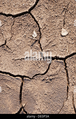 Risse im Torfboden, Nicklheim, Bayern Stockfoto