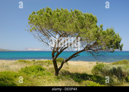 Young-Kiefer (Pinus Pinea) am Strand in der Nähe von Budoni, Sardinien, Italien, Europa Stockfoto